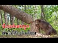 บีเวอร์ (Beaver) นักสร้างเขื่อน รู้วิธีการตัดต้นไม้โดยไม่ถูกทับได้อย่างไร