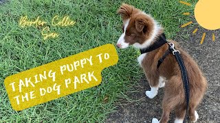 Border Collie Puppy San  ボーダーコリーSAN  First Visit To The Dog Park