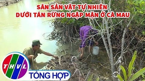Săn sản vật tự nhiên dưới tán rừng ngập mặn ở Cà Mau