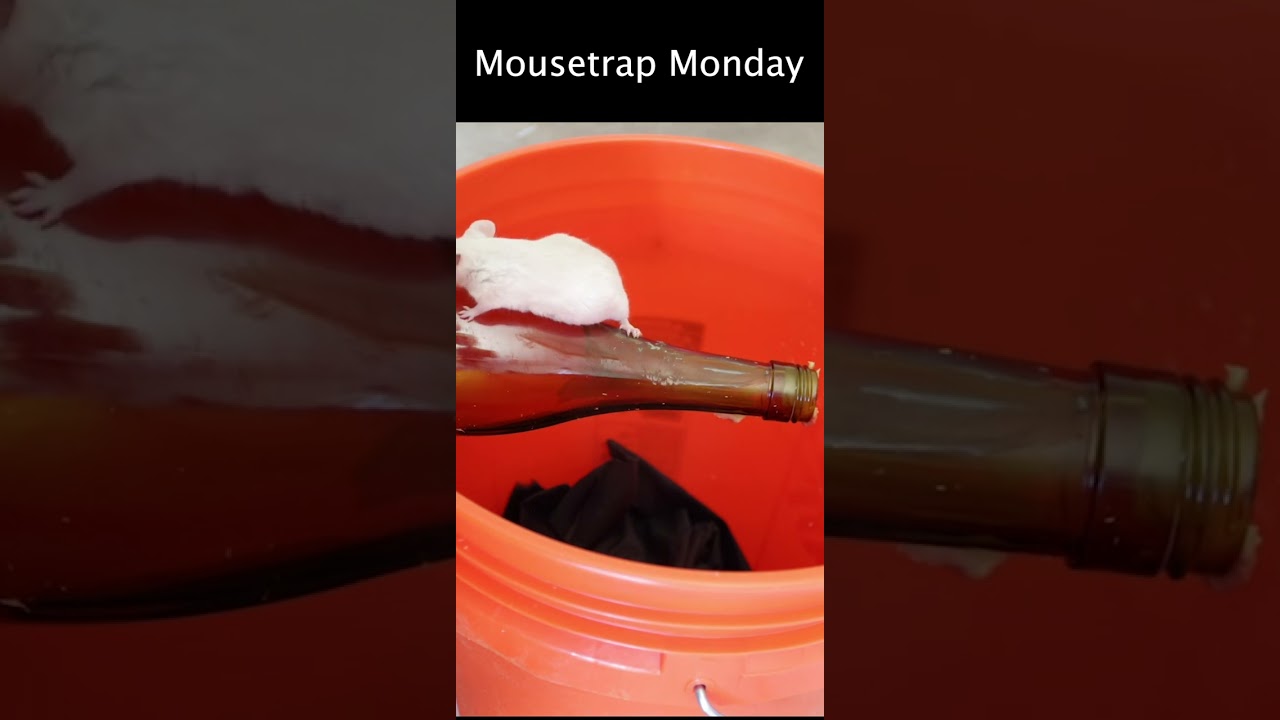 How to Make a ○ Simple Catch and Release Bottle Mousetrap ( that