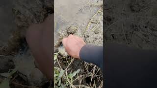 Catfish Fishing Skills