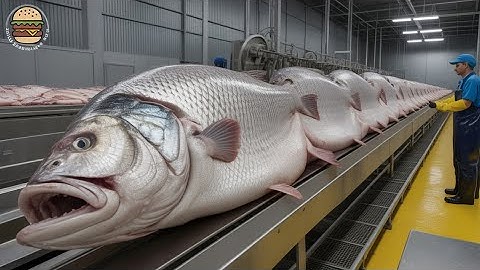 SALMON Farming - Farming And Harvesting Of Salmon - Salmon Processing in Factory