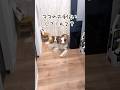 お手伝いが大好きな犬達が健気すぎて愛おしい🥺♡【ボーダーコリー・オーストラリアンシェパード】#shorts