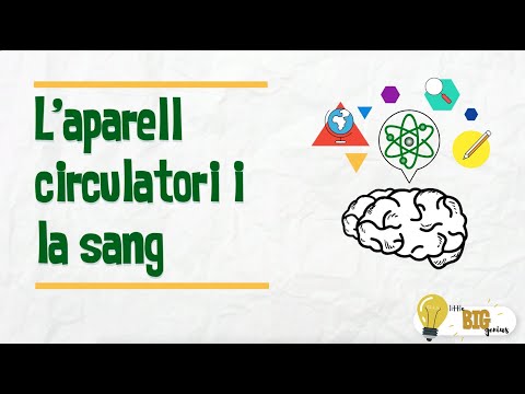 L&rsquo;aparell circulatori i la sang - Little Big Genius