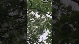 Piano Sonata In B Minor, S.178: Quasi Adagio · Martha ArgerichㆍFranz Liszt