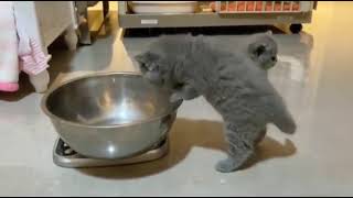 KITTY BOWL by Relax With Snacks 12 views 2 years ago 10 seconds