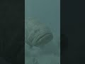 Grouper wants a closer look #underwater #nature #ocean #grouper #newcontentcreator