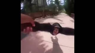 Мужик крутится с обезьяной