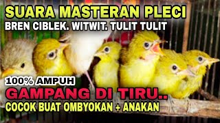 MASTERAN PLECI BREN CIBLEK , WITWIT , TULIT TULIT || GAMPANG DI TIRU