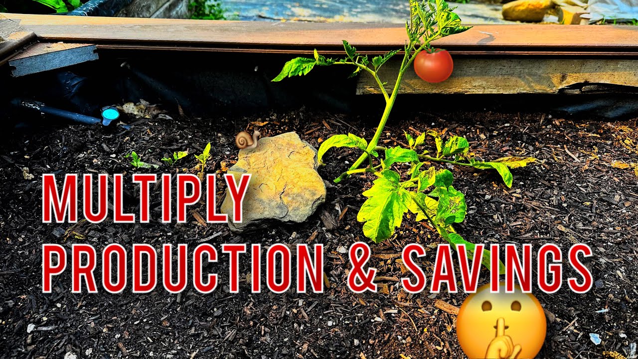 Planting Tomato Plants (Ground Vining Method) RasiedBed Garden YouTube