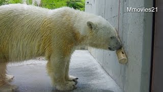 ポロロの朝ごはん(とくしま動物園 ホッキョクグマ)
