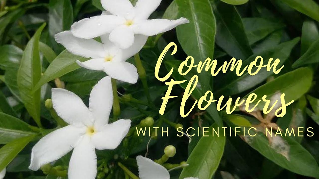 COMMON FLOWERS with SCIENTIFIC NAMES || D's Wan Family ♡