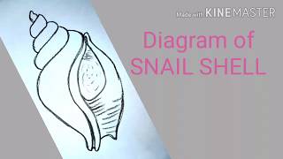 Diagram of Snail Shell|How To Draw Snail Shell Structure|Snail Shell Figure|Anatomy Of Snail Shell