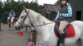 scottish equi some of the horses and ponies  ;)) 2011