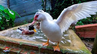 VIDEO DE PATOS BAÑANDO EN ESTANQUE by Vida con Plumas 3,466 views 2 months ago 10 minutes, 1 second