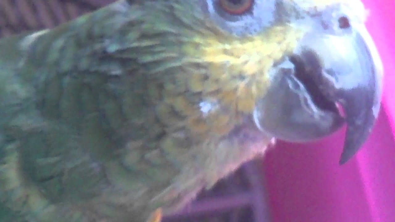 Peanut Boo & Rikki Woo in Seedbowl