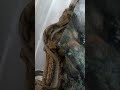 Hypo Motley on the Move 🌿🐍 #exoticpets #snake #reptilecommunity #reptiles