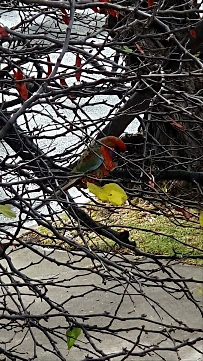 Colourful bird #crimson #rosella