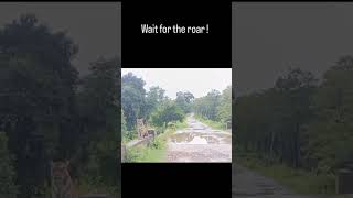 wait for roar!!