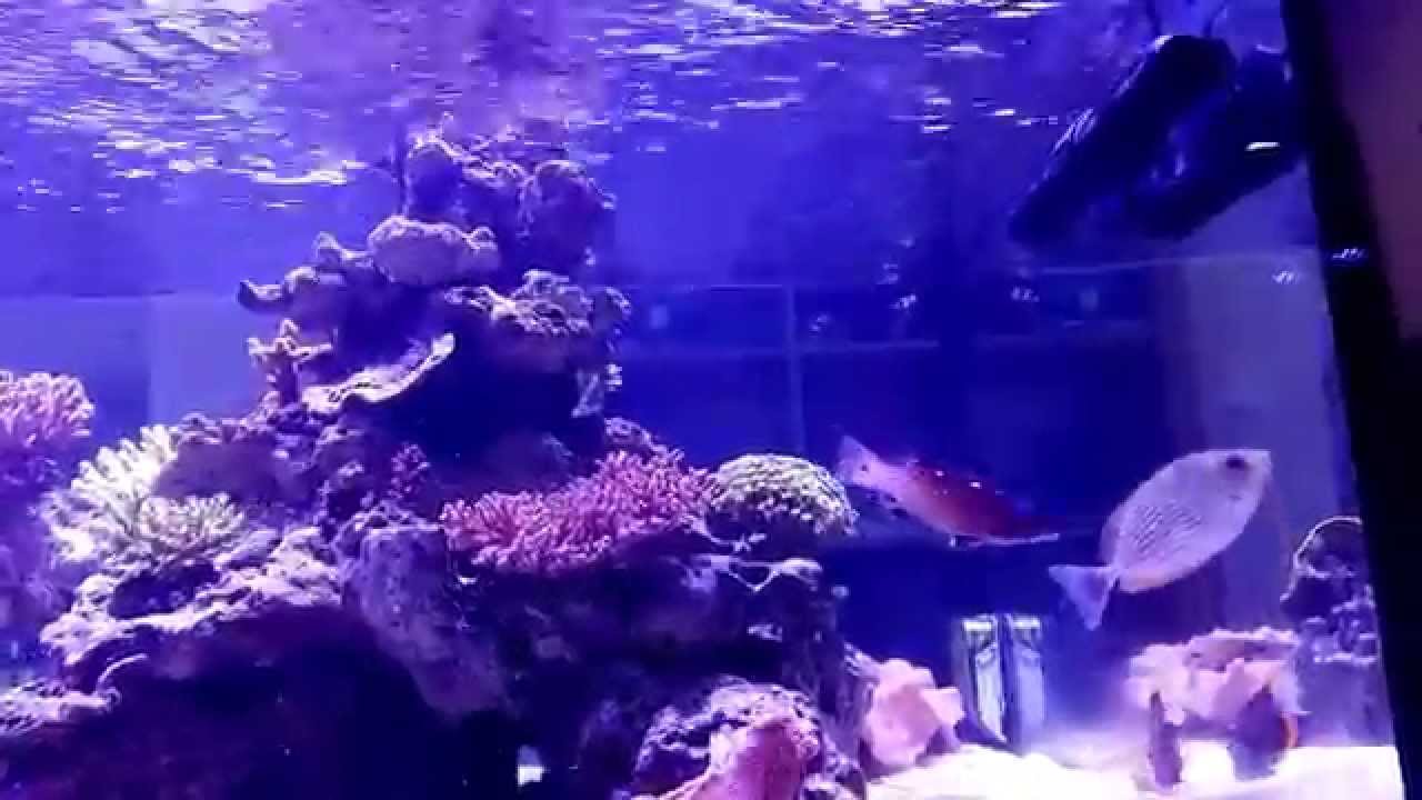 maxspect gyre 2 youtube