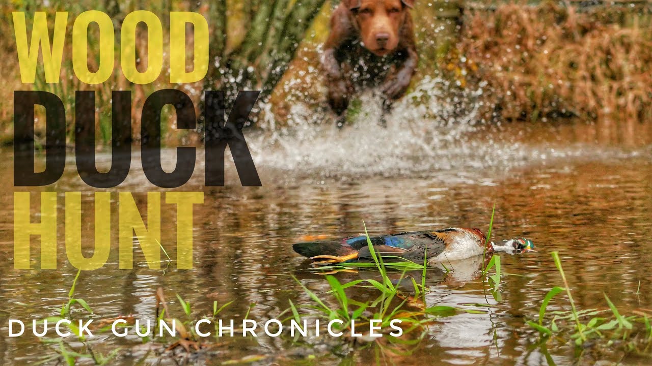 Wood Duck Hunt 2017 Indiana Public Land Duck Hunt YouTube