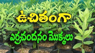 ఎర్రచందనం మొక్కలు ఫ్రీగా | Farmers free Errachandanam Plants Govt Nursary AP Telugu | Red Sandalwood