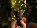 Growing SQUARE Grapes 😱🍇 This Changes Everything!