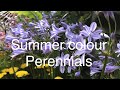 Summer flowering perennials. Best plants for summer colour!