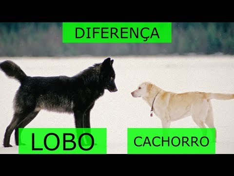 Vídeo: Diferença Entre Cães E Lobos