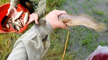 kích cá giữa trời mưa rào