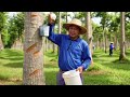 “How Rubber Is Made? From Tree to Tyre! 🌳➡️🚗 | Amazing Process”#akshvaat #deepanshusir 