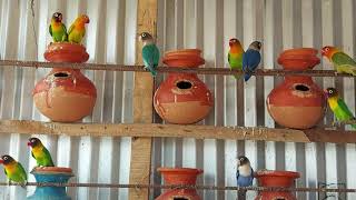 Love Birds Colony Breeding -easy way to breeding