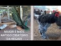 Maior criatrio de aves ornamentais da regio