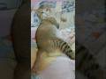 Cat 😺 Video / Cat Sound #shorts #ytshorts #youtubeshorts #cat #meow