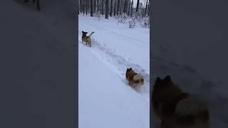 dog fun in the winter