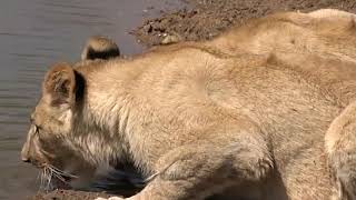 Lion cubs visit a hide to drink water and are called back by their mother