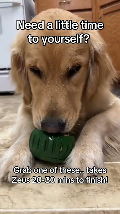 Zeus approved enrichment toy! https://www.tiktok.com/t/ZTH7qruWRpFgb-oBOj0/