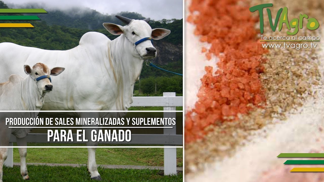 Producción de Sales Mineralizadas y Suplementos para el Ganado TvAgro por Juan Gonzalo Angel Producción de Sales Mineralizadas y Suplementos para el Ganado TvAgro por Juan Gonzalo Angel