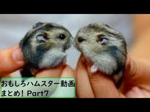 面白 ハムスター おもしろハムスター動画まとめ 7 かわいい Youtube