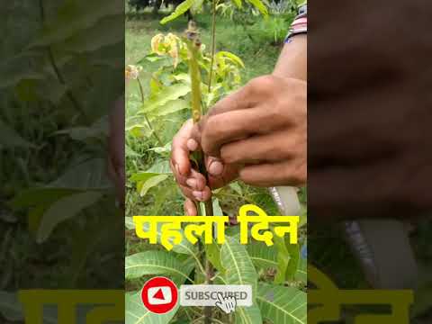 Video: Umbrella tarna taimede tüübid – mis on vihmavarjutara umbrohi