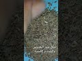 شكل بذور البقدونس والشبت و الكسبرة