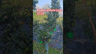 19-year-old MM106 rootstock 🍎 #Apple #MM106 #Orchard #Farming #Himachal #Agriculture