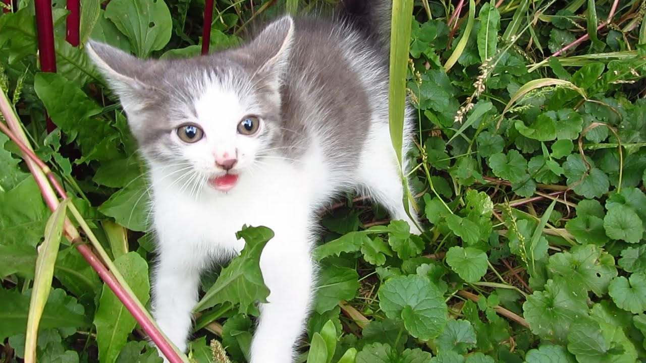 Kitten hissing  at me because the first time he saw a man 