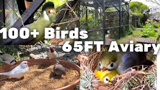 20m Aviary | Bird Breeding Update | Softbills and Finches | S2:Ep9 | Bird Sounds #birds #bird screenshot 4