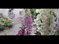 Most beautiful winter season flowers.long stem flower.