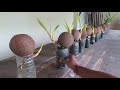 BAGAIMANA CARA MEMBUAT BONSAI KELAPA? PAKAI MEDIA AIR APA PASIR /easy way make coconut bonsai