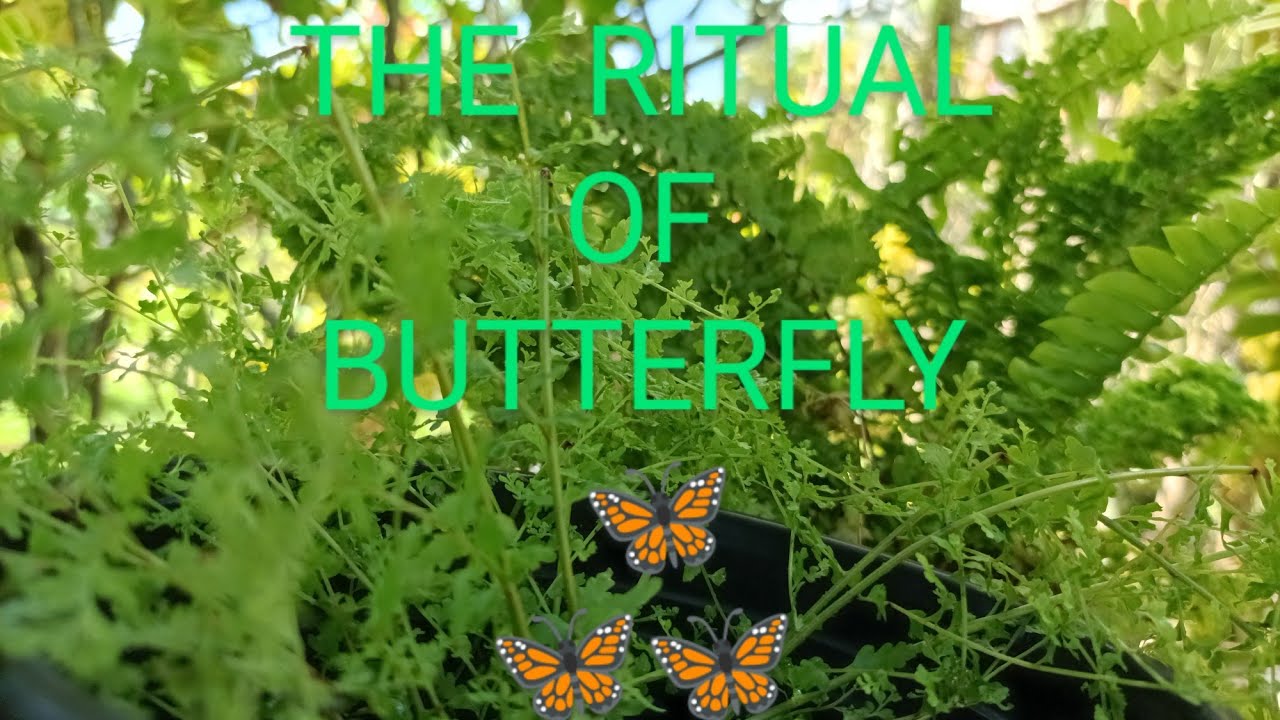 THE RITUAL OF A BUTTERFLY BEFORE MATING, 17/ JULY / 2021 YouTube