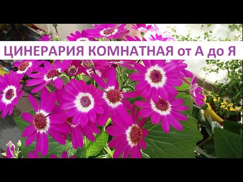 Цинерария в домашних условиях уход