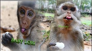 Update! Photo Baby Monkey Lori And Her Mummy / Miss Baby Lori, Love Her Update! Photo Baby Monkey Lori And Her Mummy / Miss Baby Lori, Love Her