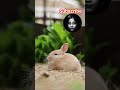 #nature #rabbit #seoul #travel #hyderabad #telugushorts #asiancity #popular #wow #vibes #zoo #park
